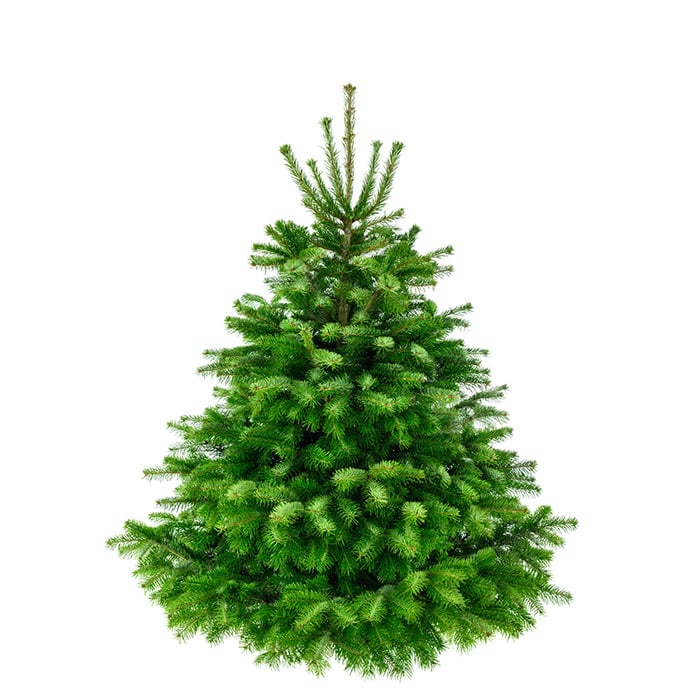 Premium Nordmanntanne 1A Weihnachtsbaum 2,00m - 2,25m Sortierung 2