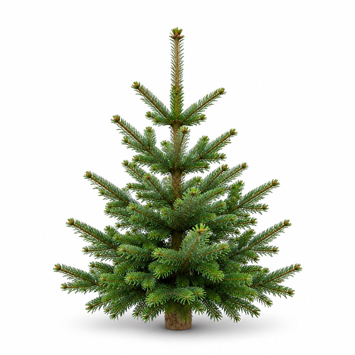 Premium Nordmanntanne 1A Sortierung 0,90 - 1,15 m