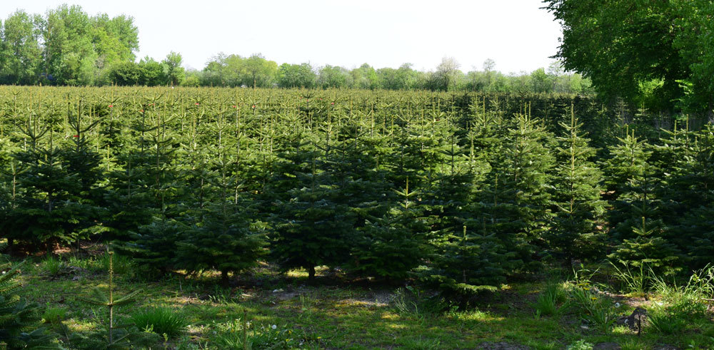 Anbaufläche mit Reihen junger Weihnachtsbäume zwischen Bäumen und Wiesen