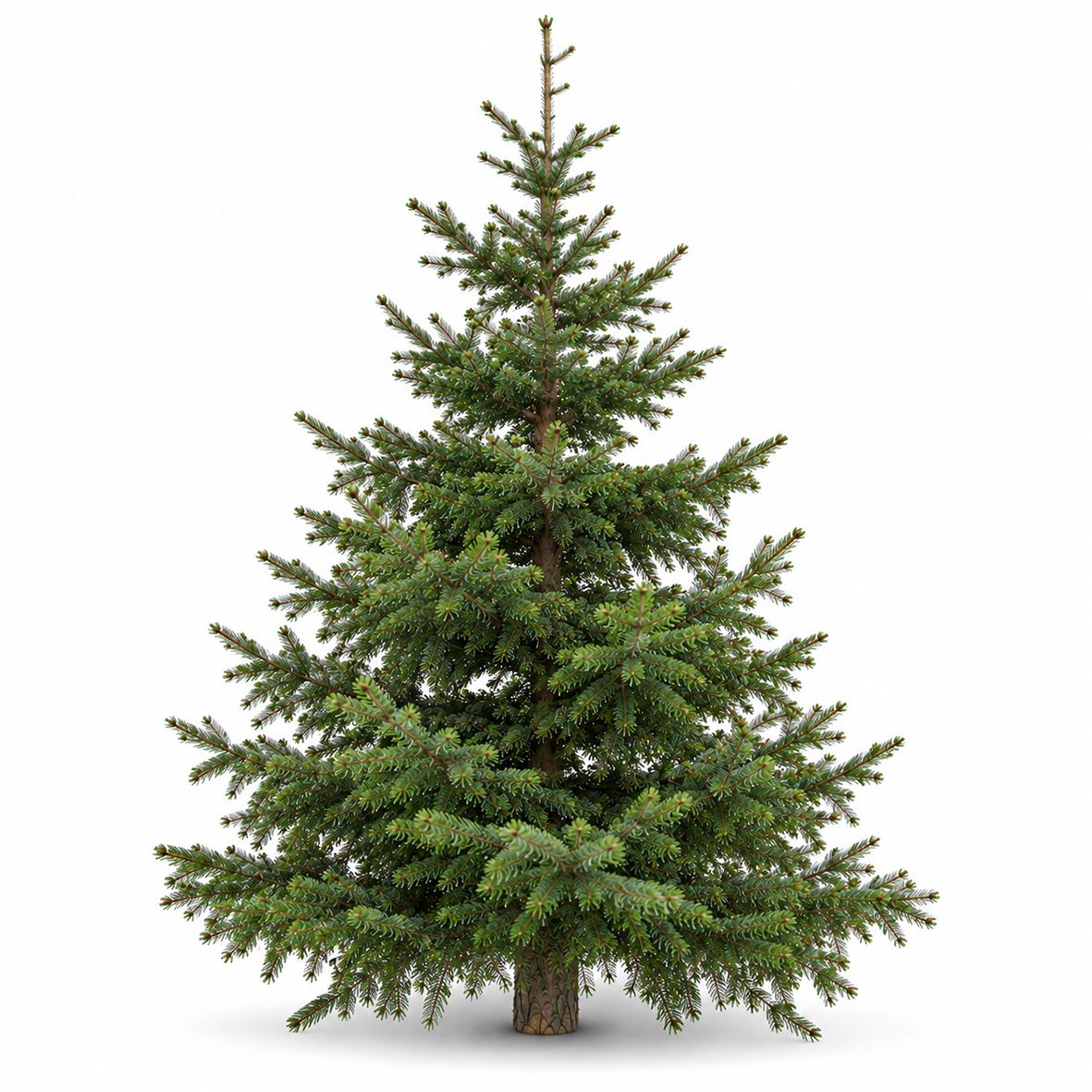 Premium Nordmanntanne 1A Sortierung 2,00 - 2,25 m