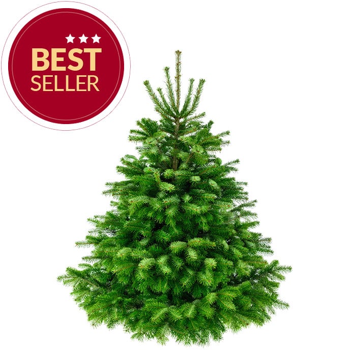 Premium Nordmanntanne 1A Weihnachtsbaum 1,65m - 2,00m Sortierung