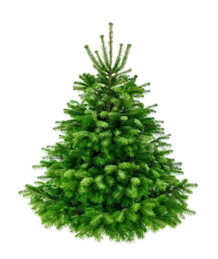 Premium Nordmanntanne 1A Weihnachtsbaum 2,00m - 2,25m Sortierung