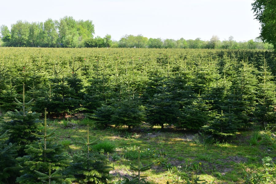 Komplett Angebot Premium Nordmanntanne 1A Weihnachtsbaum Sortierung 1,40m - 1,65m GOLD 4