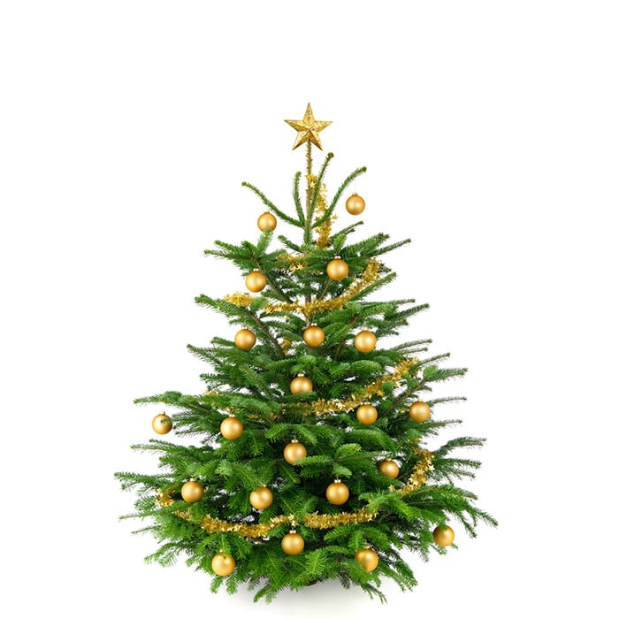 Komplett Angebot Premium Nordmanntanne 1A Weihnachtsbaum Sortierung 1,40m - 1,65m GOLD 2