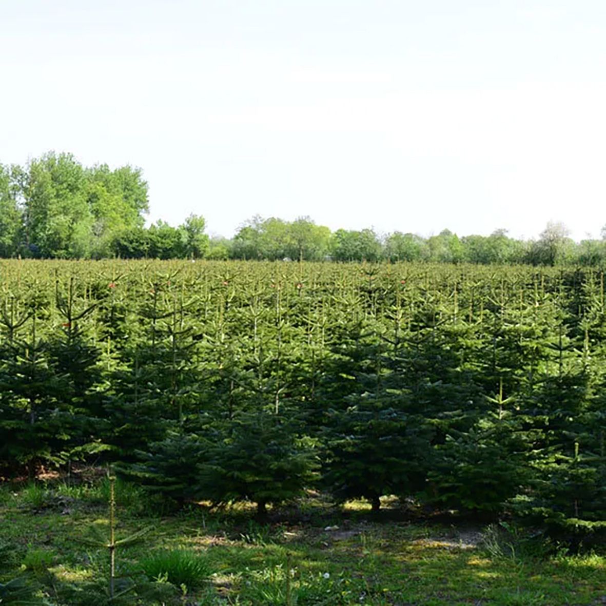 Premium Nordmanntanne 1A Sortierung 1,40 - 1,65 m 3