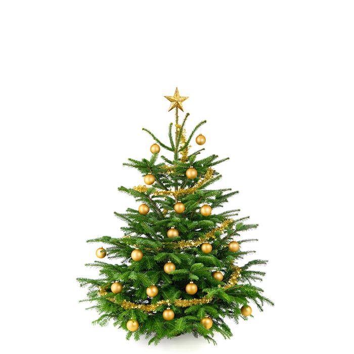 Komplett Angebot Premium Nordmanntanne 1A Weihnachtsbaum Sortierung 1,15m - 1,40m ROT 2