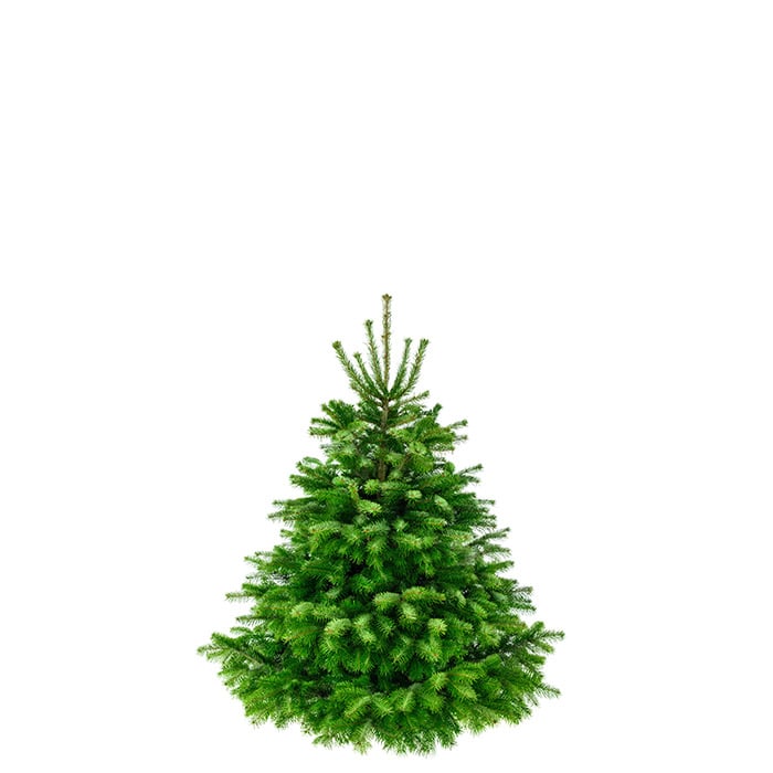 Premium Nordmanntanne 1A Weihnachtsbaum 0,90m - 1,15m Sortierung 2
