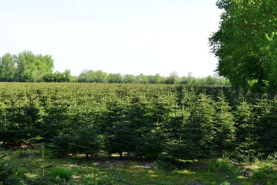 Premium Nordmanntanne im Topf 1A Weihnachtsbaum 0,60m - 0,80m Sortierung 2