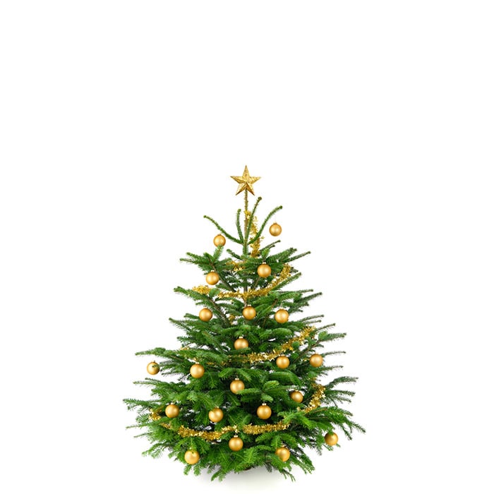 Komplett Angebot Premium Nordmanntanne 1A Weihnachtsbaum Sortierung 0,90m - 1,15m GOLD 2