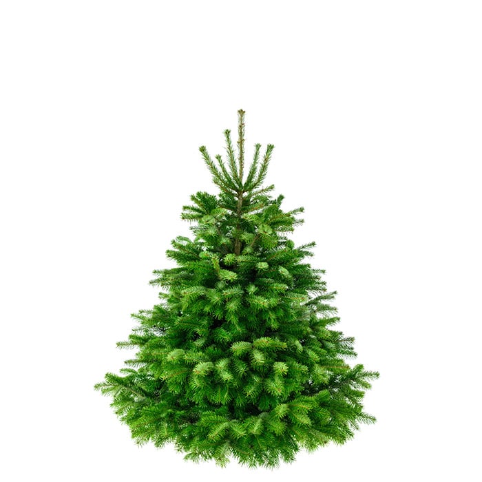 Premium Nordmanntanne 1A Weihnachtsbaum 1,40m - 1,65m Sortierung 2