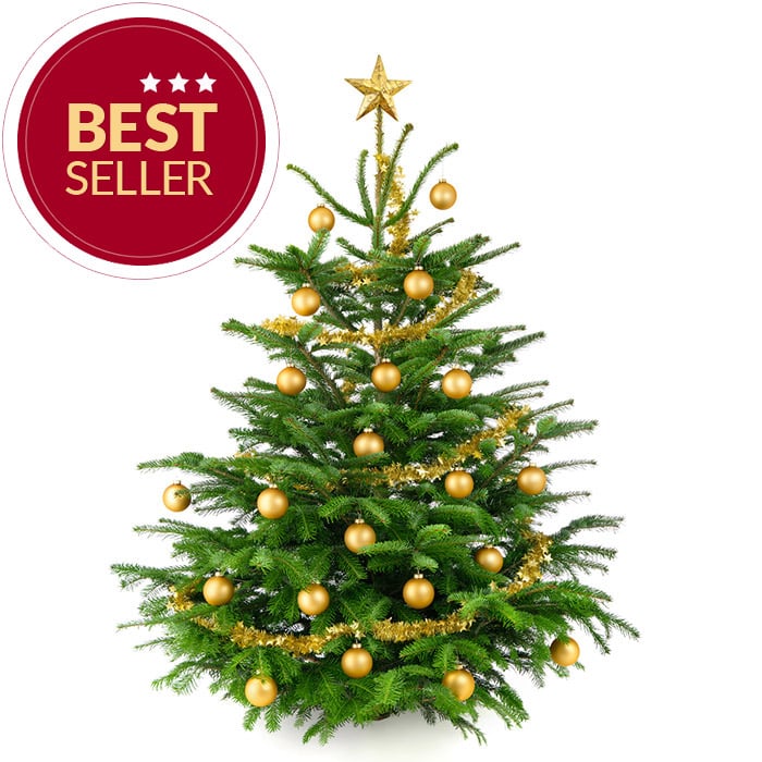 Komplett Angebot Premium Nordmanntanne 1A Weihnachtsbaum Sortierung 1,65m - 2,00m GOLD 1
