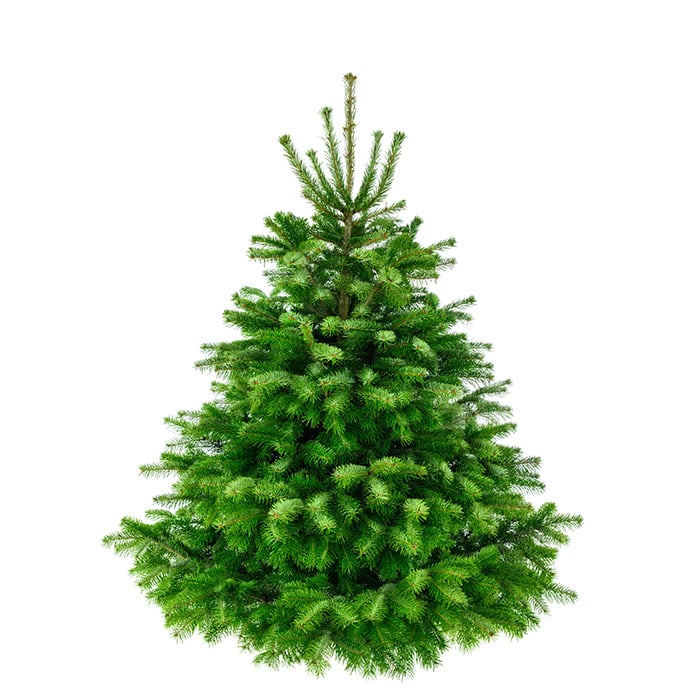 Premium Nordmanntanne 1A Weihnachtsbaum 2,25m - 2,50m Sortierung 2