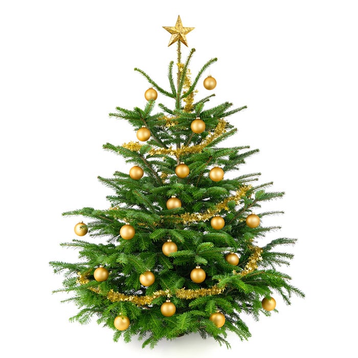 Komplett Angebot Premium Nordmanntanne 1A Weihnachtsbaum Sortierung 2,00m - 2,25m ROT 2