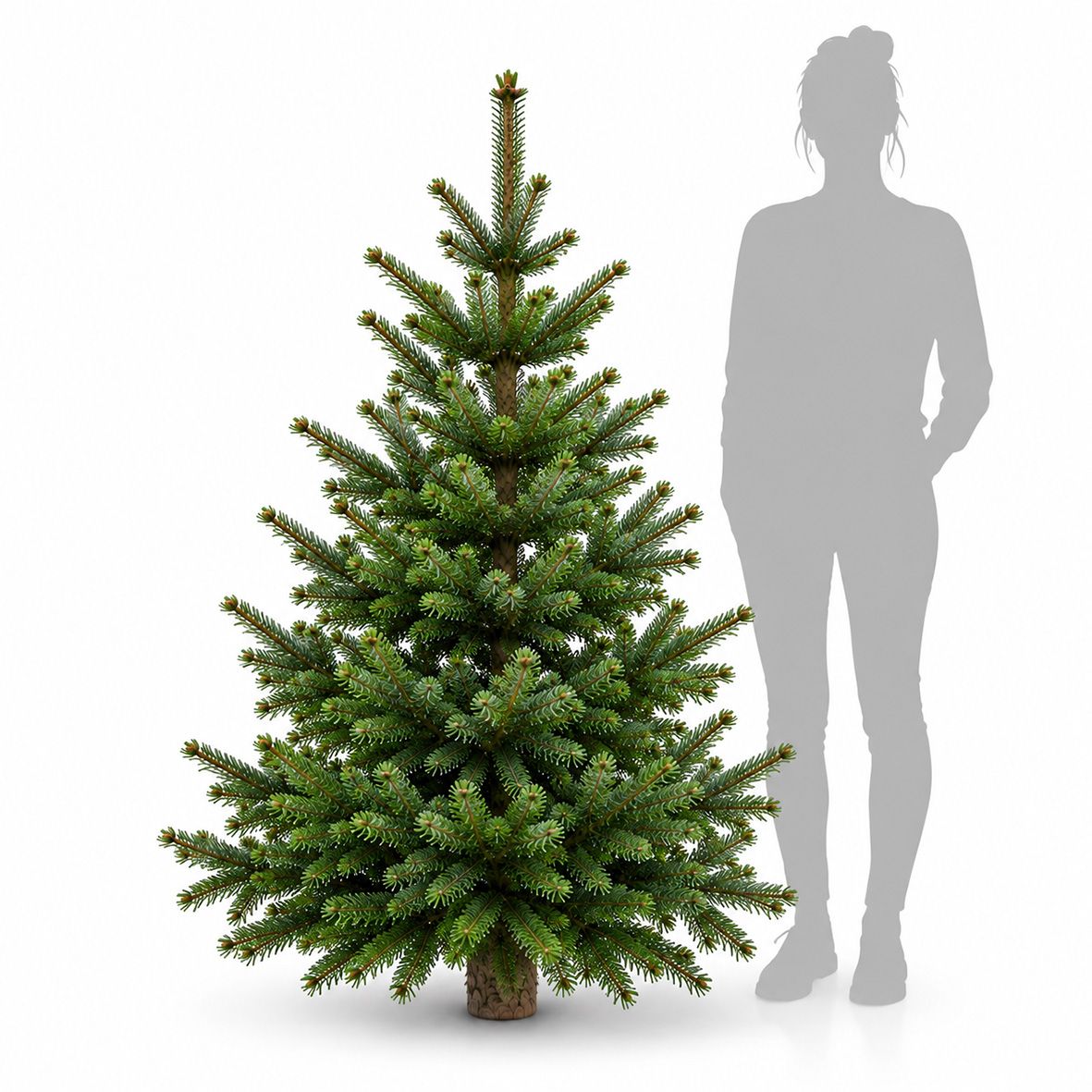 Premium Nordmanntanne 1A Sortierung 1,40 - 1,65 m 2