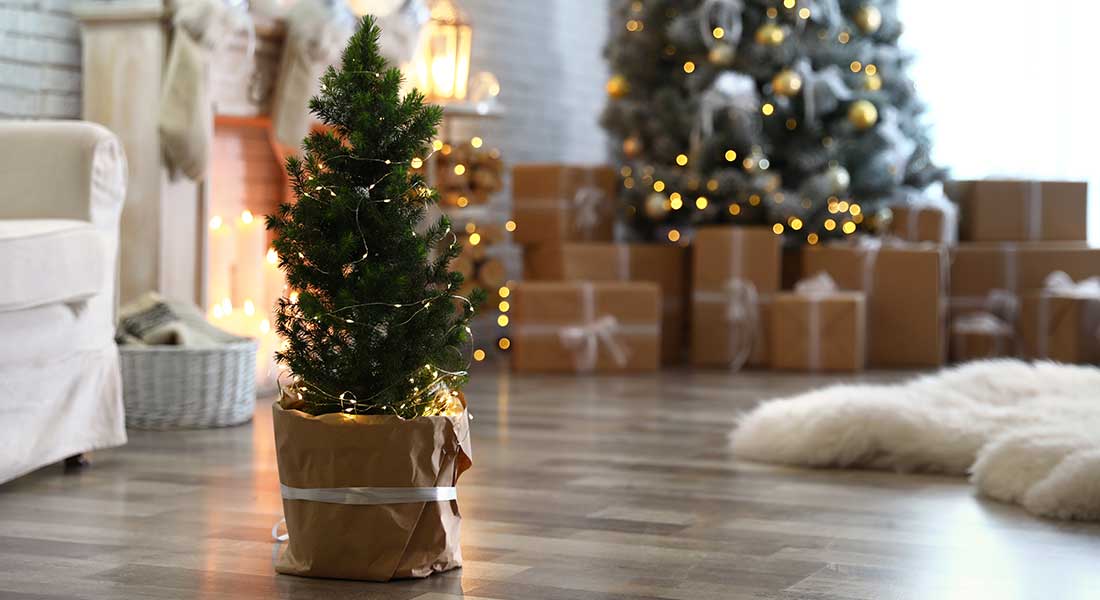 Nordmanntanne im Topf